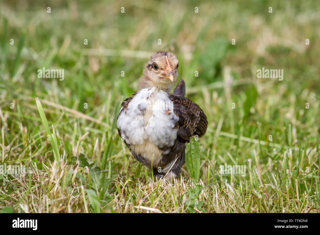 Stoapiperl/Steinhendl Jungen auf der Wiese, einer vom Aussterben bedrohten Rasse Huhn aus Österreich, Europa Stockfoto