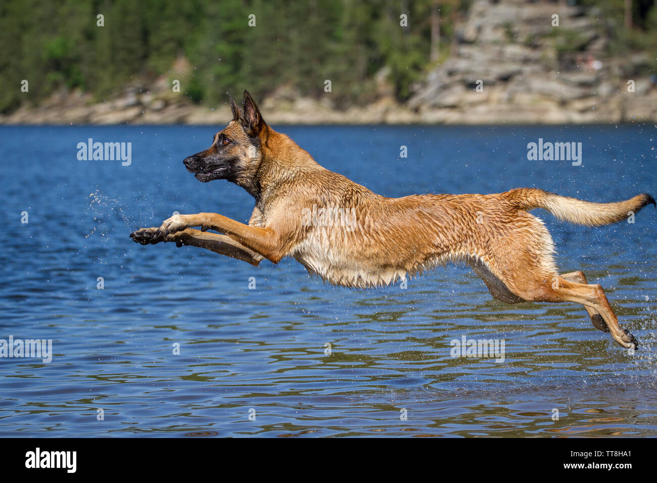 Aktion Schuß eines Malinois Hund ins Wasser springen Stockfoto