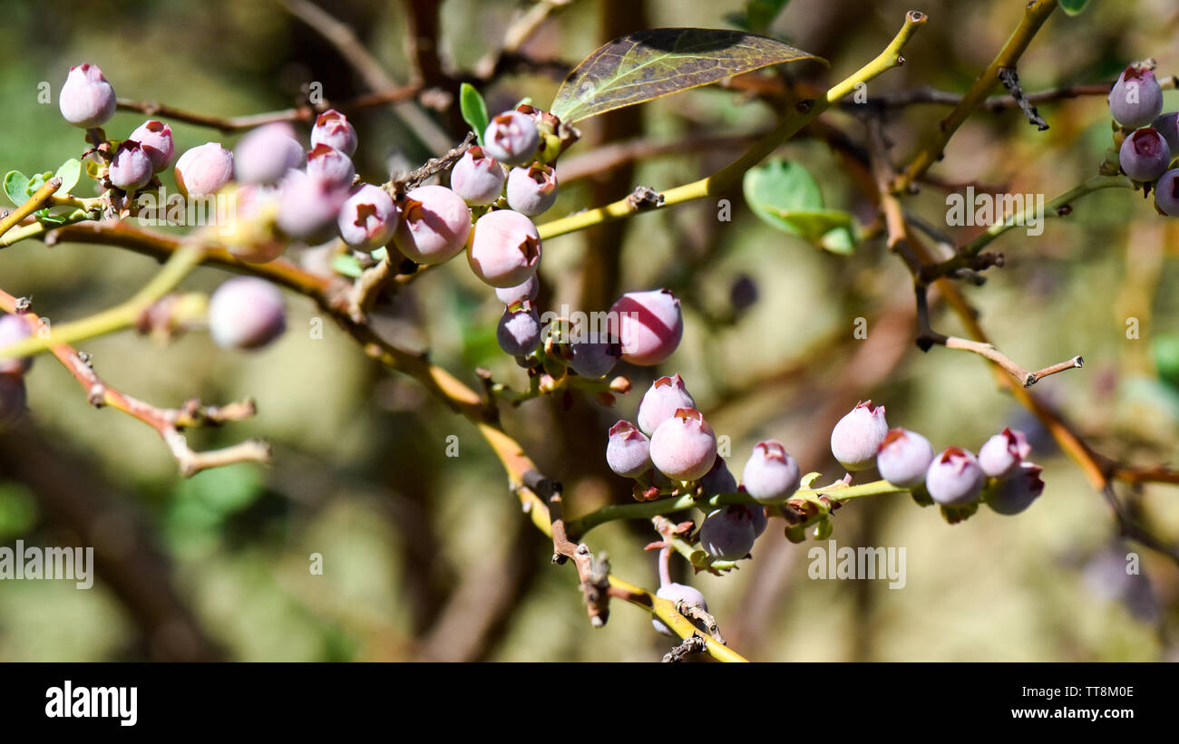 Schöne Nahaufnahme Makro von Heidelbeeren in der Vegetationsperiode auf dem Bauernhof mit frischen grünen Triebe der Blätter und bunten Beeren Stockfoto