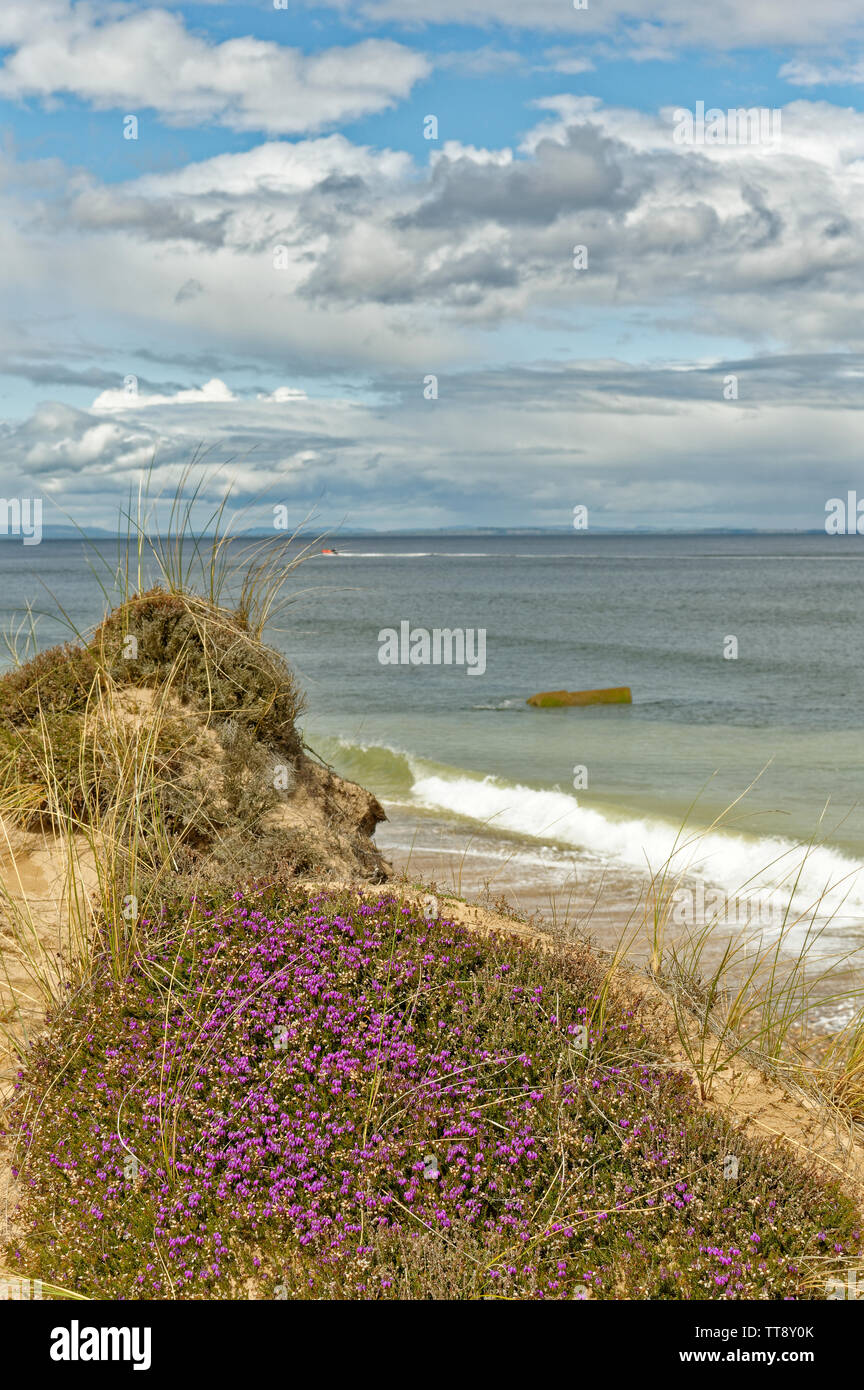 FINDHORN Küste von Moray in Schottland lila Blüten der GLOCKENHEIDE ERICA CINEREA WÄCHST AUF EINER DÜNE IN DER NÄHE DES MEERES AUCH EIN SCHNELLBOOT UND WELTKRIEG SUBME Stockfoto