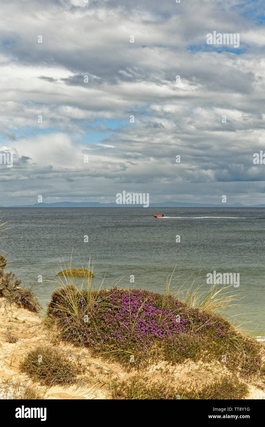 FINDHORN Küste von Moray in Schottland lila Blüten der GLOCKENHEIDE ERICA CINEREA WÄCHST AUF EINER DÜNE IN DER NÄHE VOM MEER UND EINEM SCHNELLBOOT Stockfoto