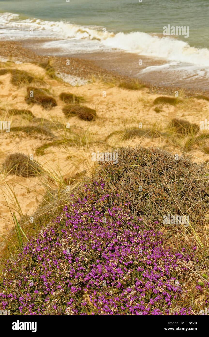 FINDHORN Küste von Moray in Schottland lila Blüten der GLOCKENHEIDE ERICA CINEREA WÄCHST AUF EINER DÜNE IN DER NÄHE DES MEERES Stockfoto