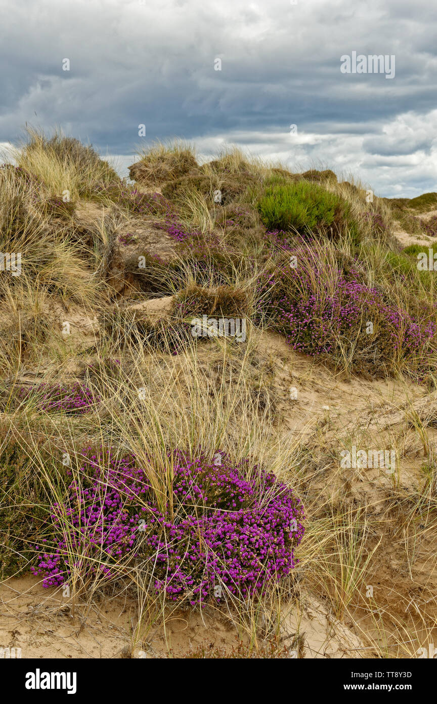 FINDHORN Küste von Moray in Schottland lila Blüten der GLOCKENHEIDE ERICA CINEREA WÄCHST AUF EINER SANDDÜNE Stockfoto