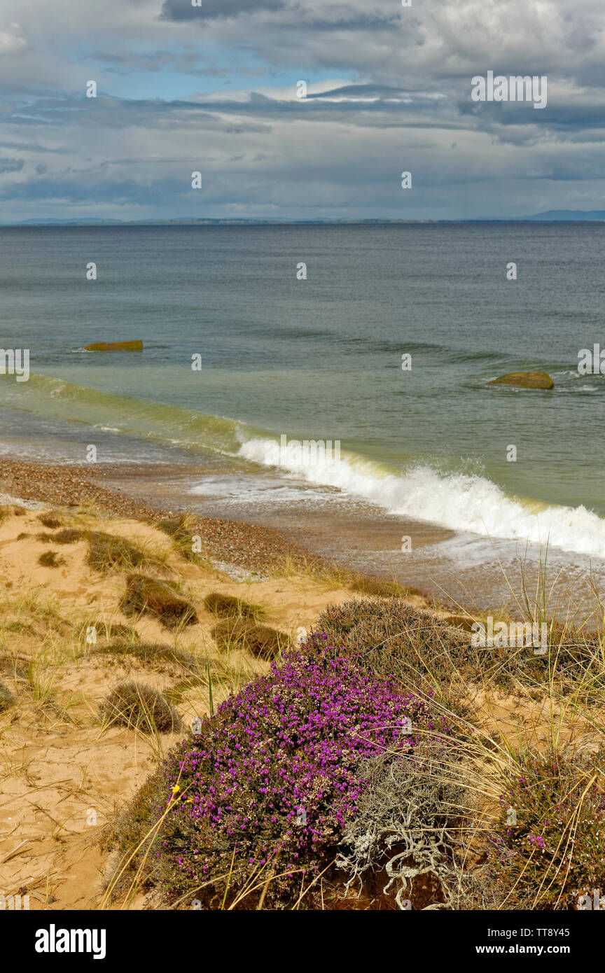FINDHORN Küste von Moray in Schottland lila Blüten von Heidekraut Erica CINEREA WÄCHST AUF EINER DÜNE IN DER NÄHE DES MEERES Stockfoto