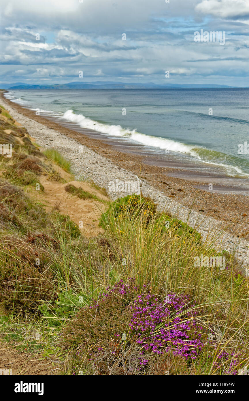 FINDHORN Küste von Moray in Schottland lila Heidekraut Erica CINEREA WÄCHST AUF EINER DÜNE IN DER NÄHE DES MEERES Stockfoto