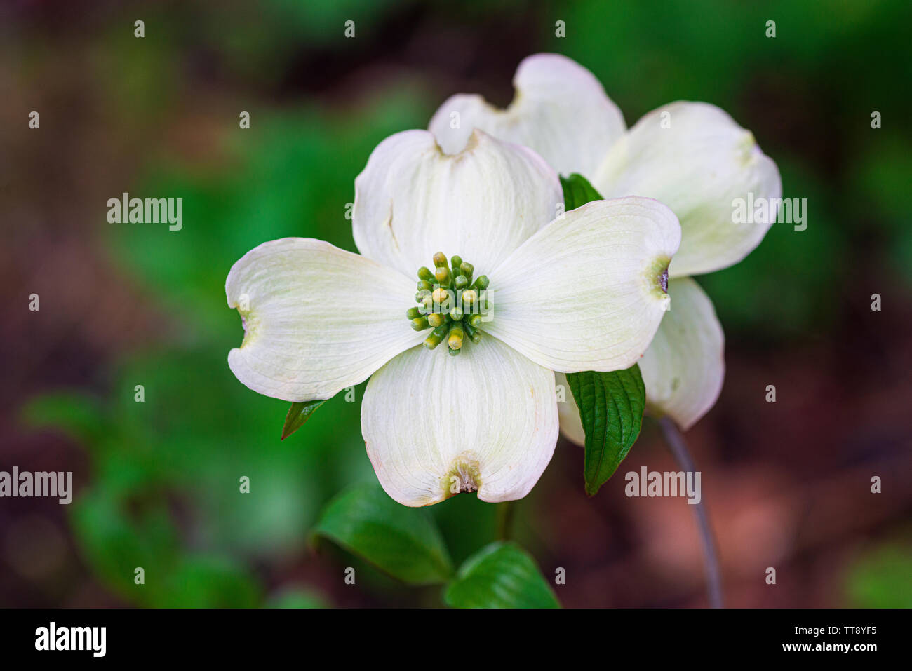 Horizontale Nahaufnahme eines schönen Smoky Mountain hartriegel Blüte mit kopieren. Stockfoto