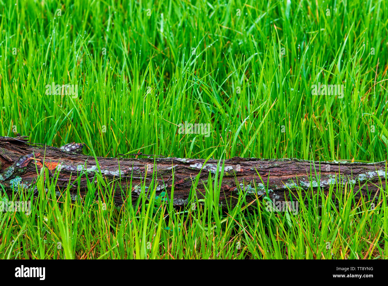 Horizontale geschossen von einem gefallenen Baumstamm horizontal quer Nasse grün frühling gras mit kopieren. Stockfoto