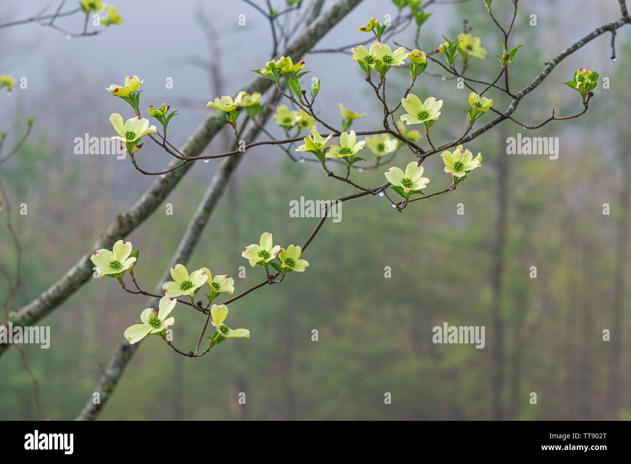 Horizontale Schuß von Frühling Hartriegel in Regen und Nebel mit kopieren. Stockfoto