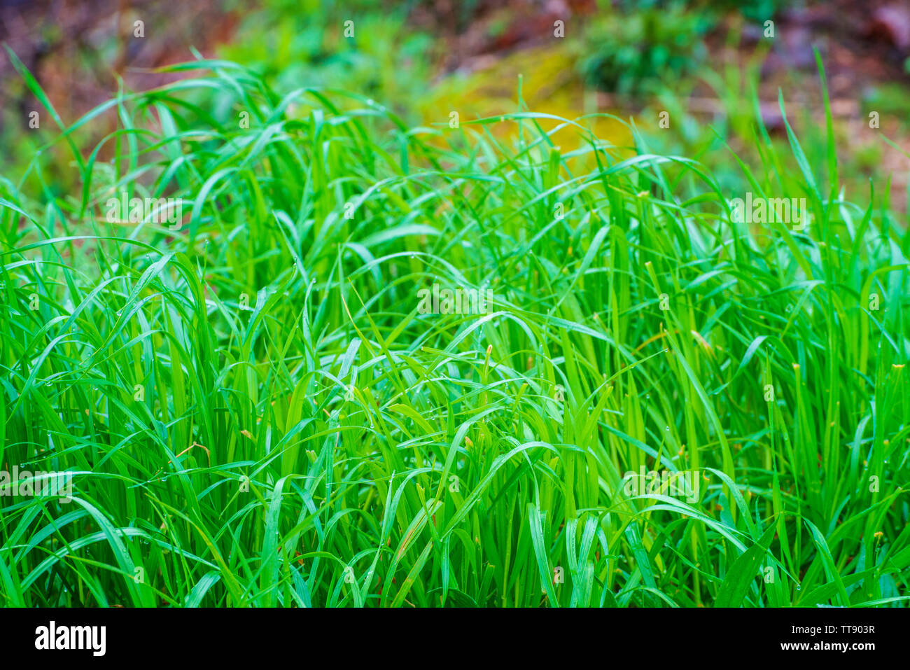 Horizontale Nahaufnahme der grünen Frühling Gras für den Hintergrund. Stockfoto