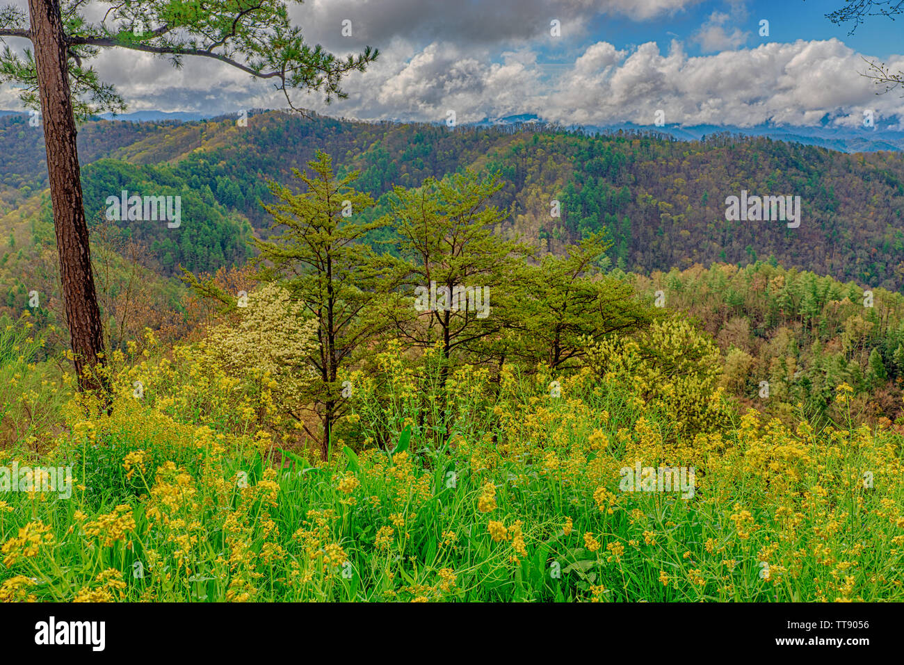Horizontale schoss der schönen Frühlingsfarben in den Smokey Mountains unter einem blauen Himmel mit Wolken. Stockfoto