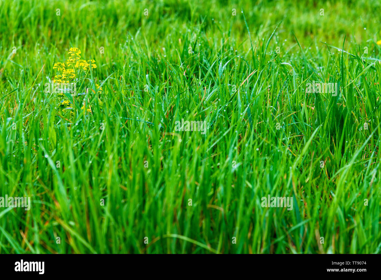 Horizontale Nahaufnahme von kleinen gelben Frühling Blumen und Grünes Gras Hintergrund mit kopieren. Stockfoto