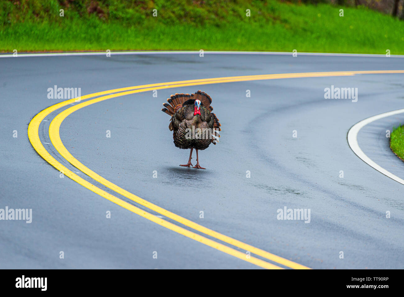 Horizontale geschossen von einem großen männlichen Türkei steht dabei mit dem Gesicht zur Kamera auf eine Tennessee Straße mit kopieren. Stockfoto