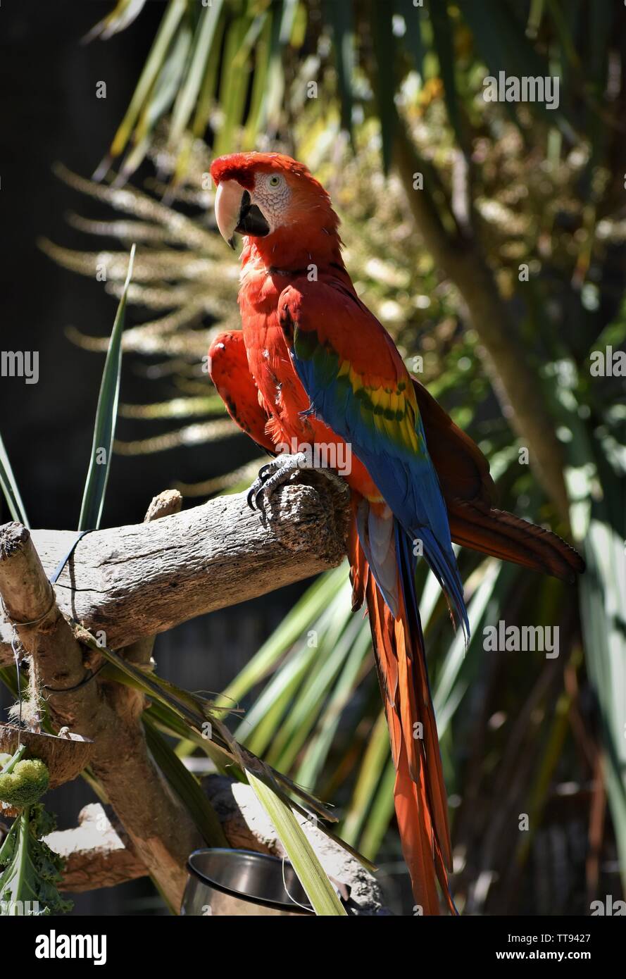 Blauer Ara Posing Stockfoto