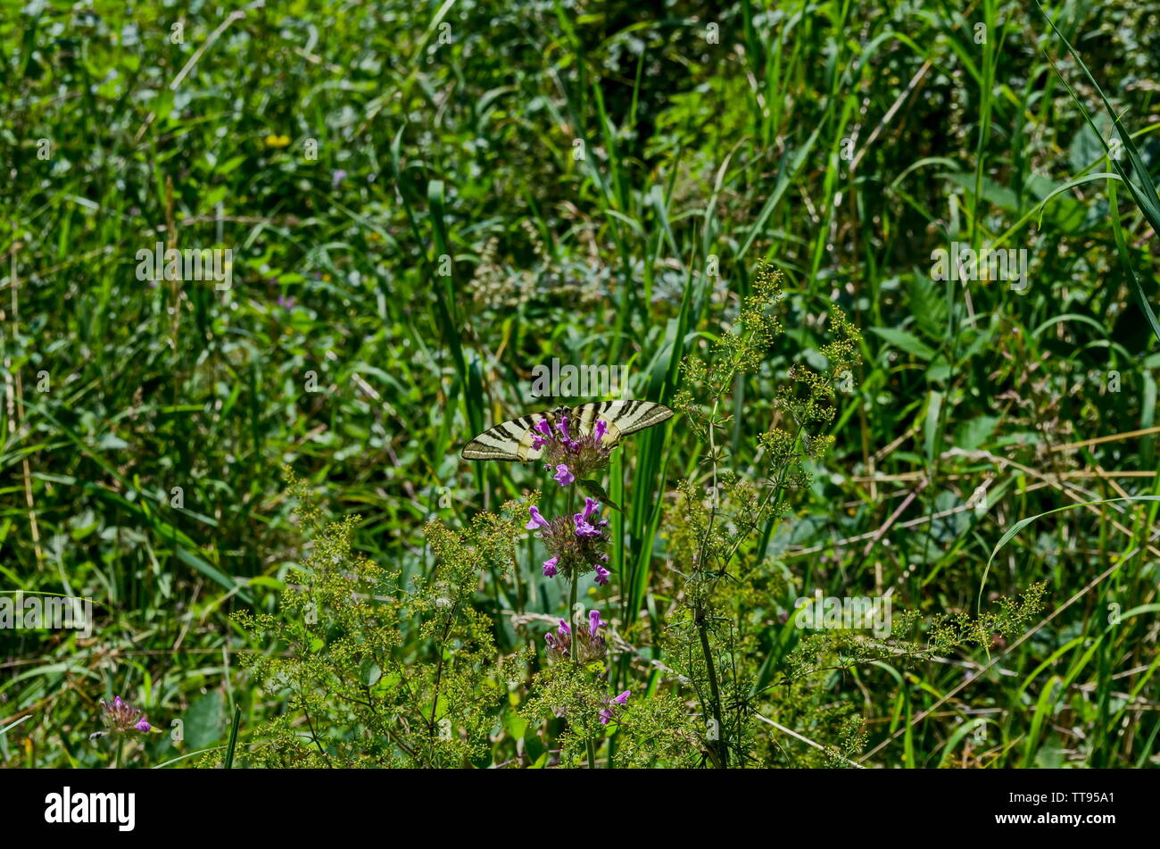 Tiger Swallowtail Butterfly, Mahaon oder Papilio auf einem frischen Wildflower, Berg Vitosha, Bulgariens Stockfoto