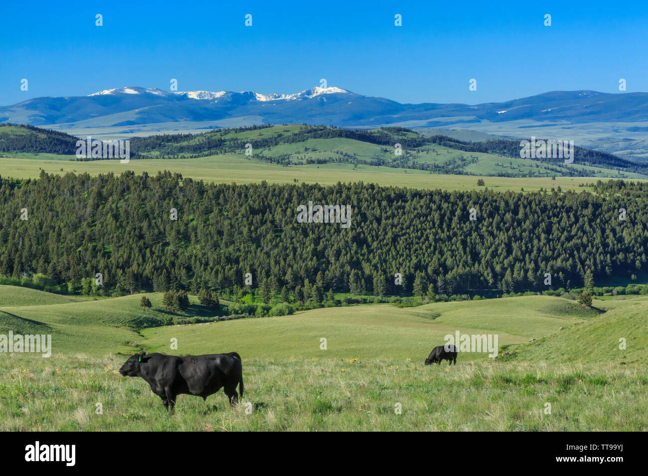Black Angus Rinder grasen auf einer Hochebene Wiese des oberen Smith River Basin in der Nähe von White Sulphur Springs, Montana Stockfoto