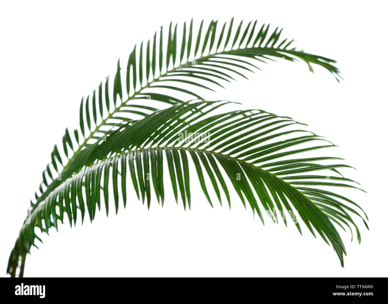 Grünen Palmzweige isoliert auf weiss Stockfoto