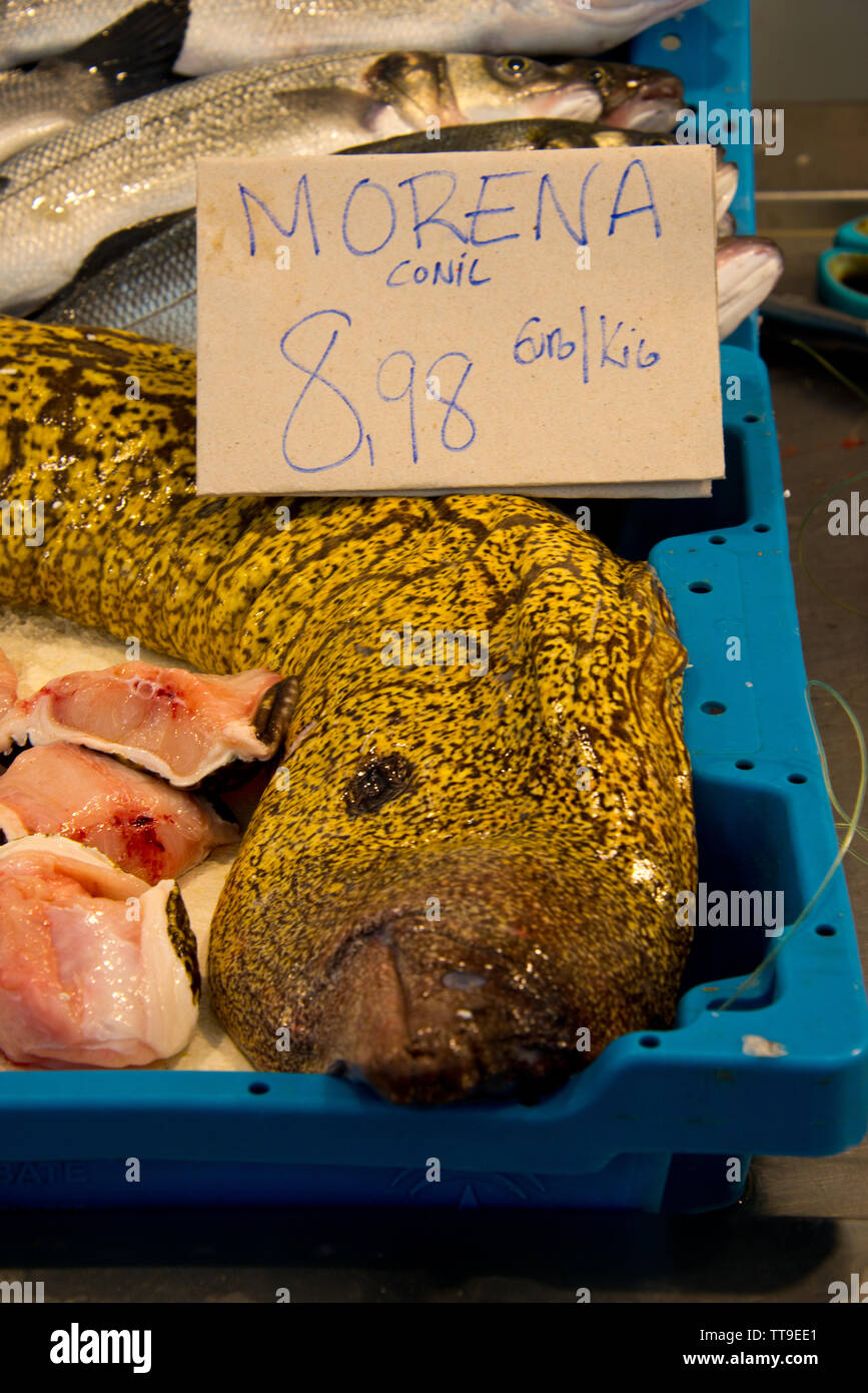 Mediterrane Moray (Römische Aal, muraena Helena) am Fischgeschäft Markt in Cadiz, Andalusien, Spanien Stockfoto