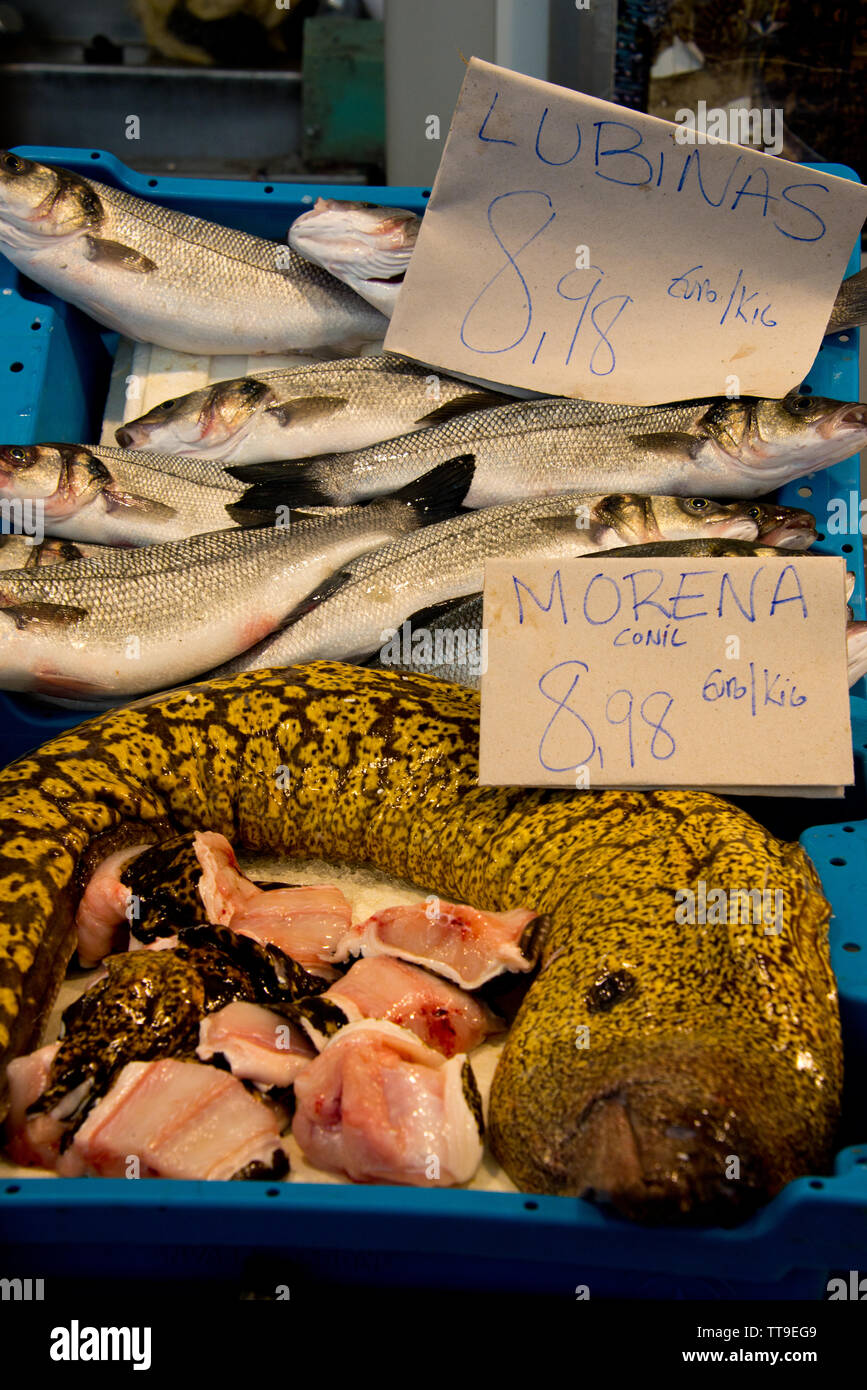 Mediterrane Moray (Römische Aal, muraena Helena) am Fischgeschäft Markt in Cadiz, Andalusien, Spanien Stockfoto