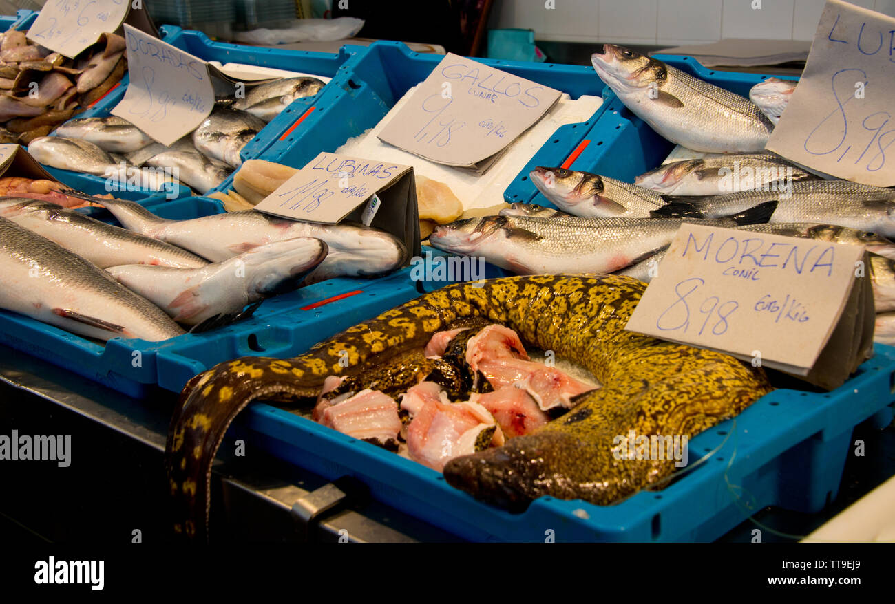 Mediterrane Moray (Römische Aal, muraena Helena) am Fischgeschäft Markt in Cadiz, Andalusien, Spanien Stockfoto