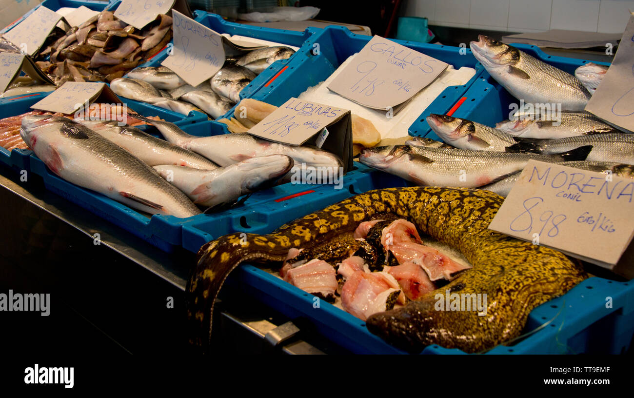 Mediterrane Moray (Römische Aal, muraena Helena) am Fischgeschäft Markt in Cadiz, Andalusien, Spanien Stockfoto