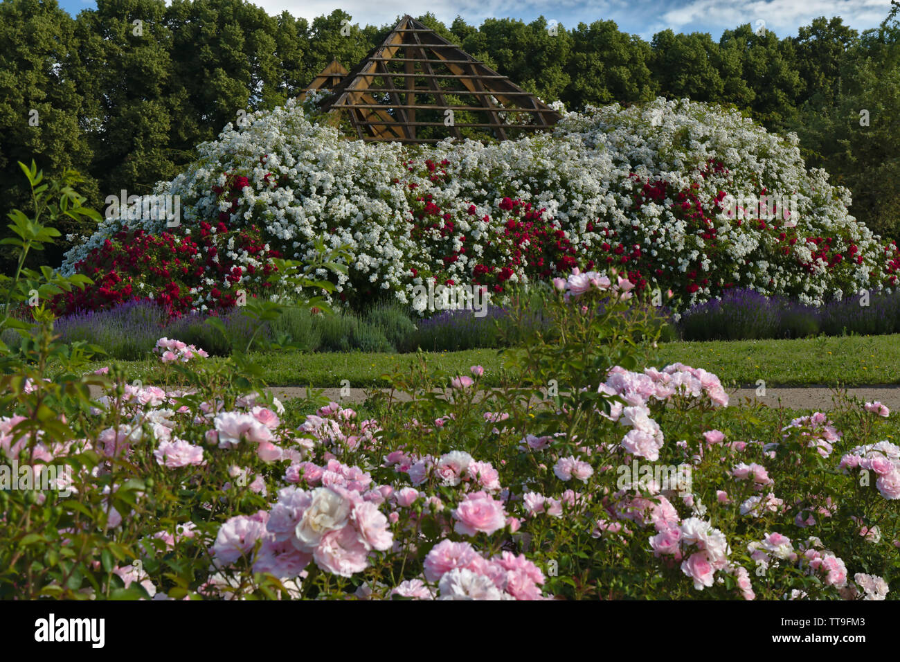 Rosen Blüten Rosarium Stockfoto