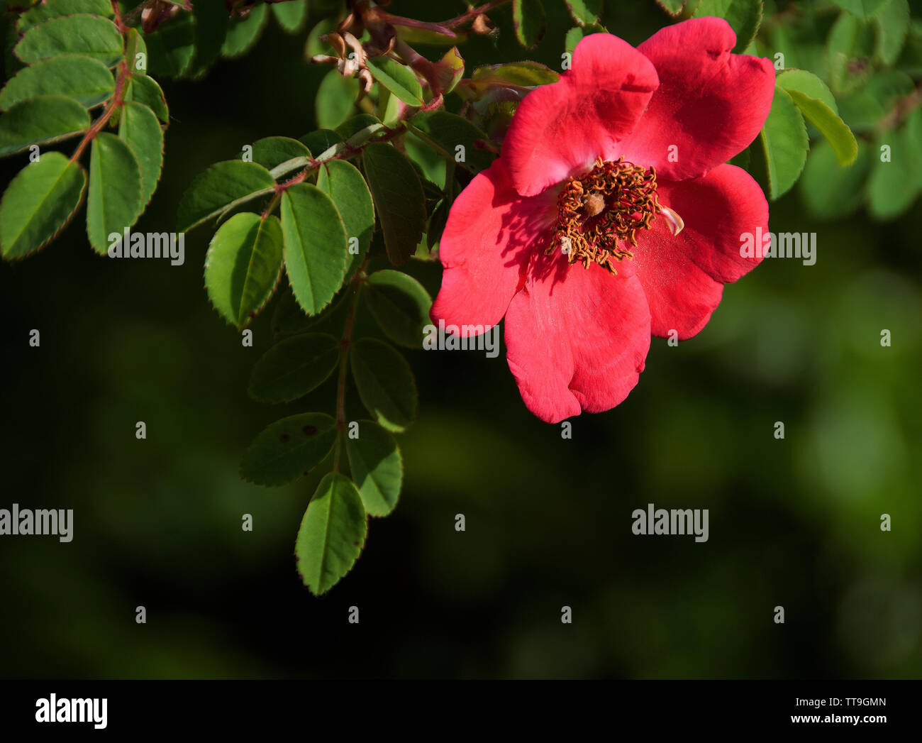 Rosa moyesii 'Geranium' verfügt über Einzel-, Geranium-roten Blüten mit überlappenden Blütenblätter und goldenen Staubgefäßen. Sie sind gefolgt von großen, länglichen, rote Hagebutten i Stockfoto