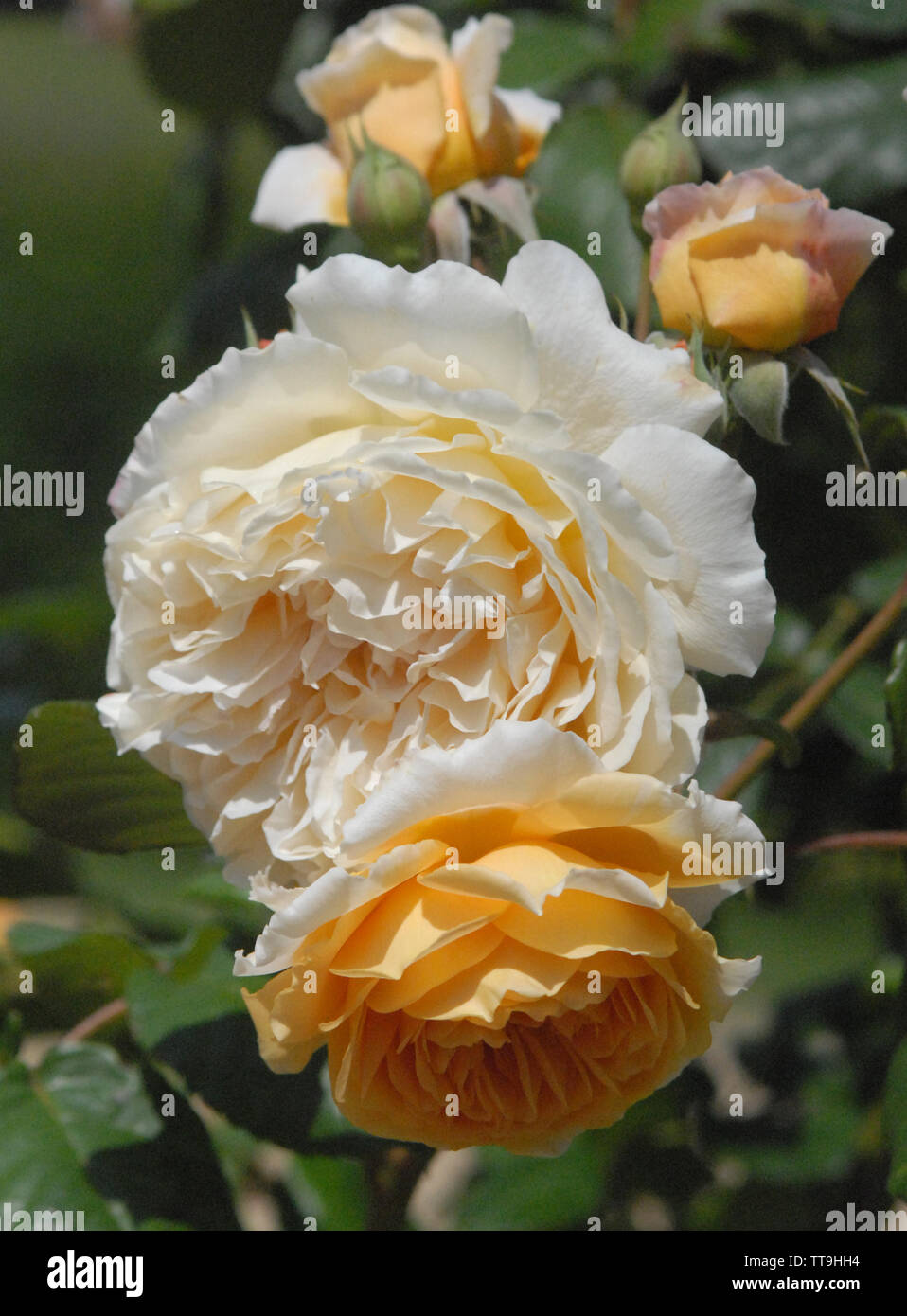 Rosa' Kronprinz Margareta' Eine kräftige Kletterer, Lager ziemlich groß, viele Blättrige, gepflegte Rosette Blumen in einem schönen Schatten der apricot-orange. Sie h Stockfoto
