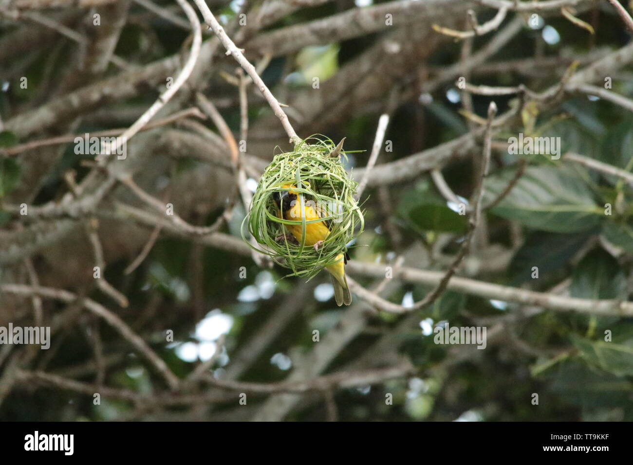 Weaver Vogel in Mauritius Stockfoto