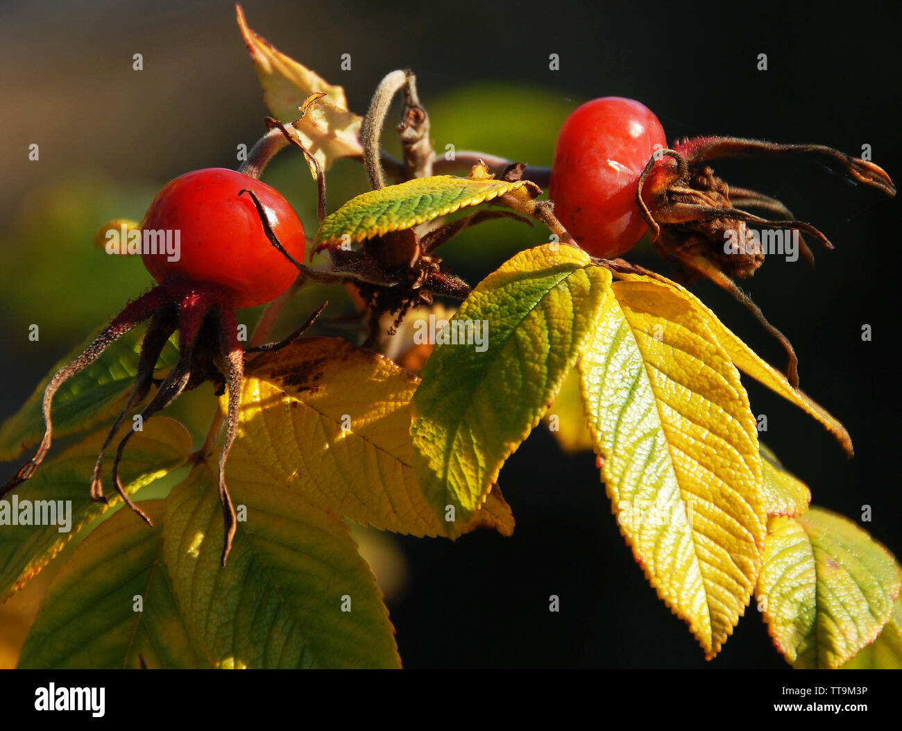 Rosa Rugosa Hüften Stockfoto