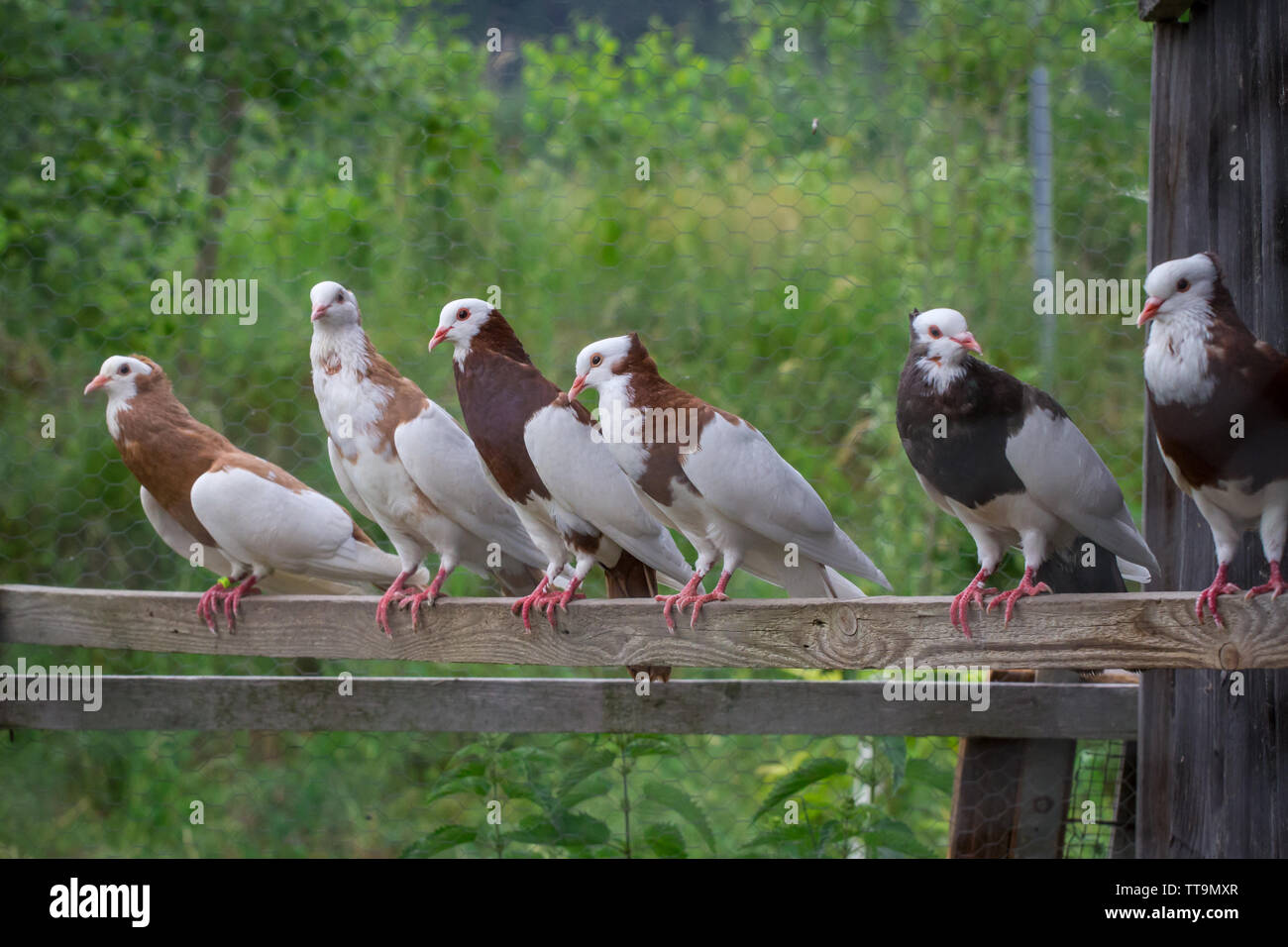 Eine Gruppe von Ganselkröpfer Tauben, einer vom Aussterben bedrohten Rasse pidgeon aus Österreich Stockfoto