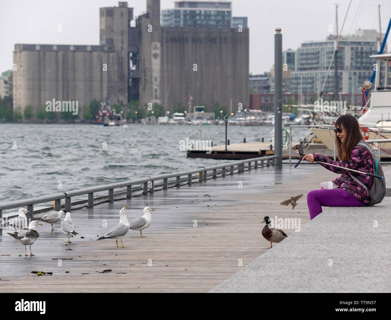 Toronto, Kanada. 15 Juni, 2019. Fütterung und Filmen Möwen und eine Ente am Hafen. Stockfoto