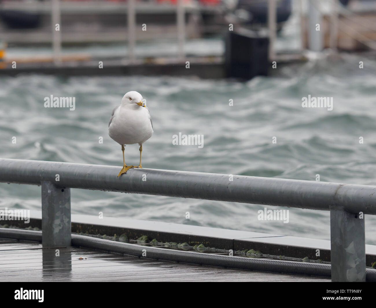 Toronto, Kanada. 15 Juni, 2019. Seagull Salden auf Verankerung Geländer in Toronto Harbourfront. Stockfoto