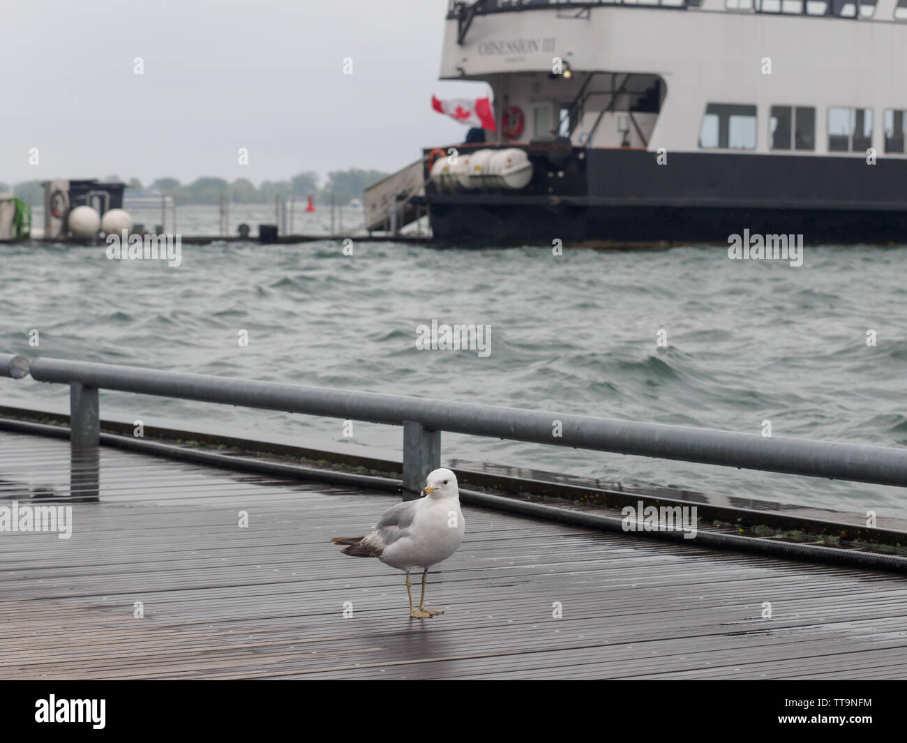 Toronto, Kanada. 15 Juni, 2019. Seagull sitzt auf der Anklagebank in Toronto Harbourfront. Stockfoto