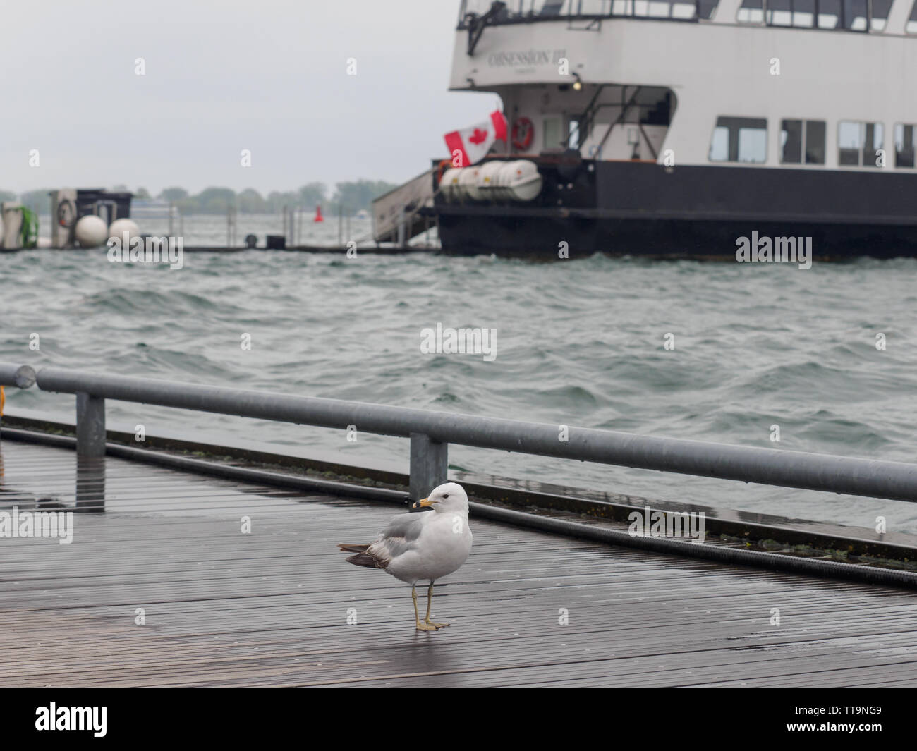 Toronto, Kanada. 15 Juni, 2019. Seagull sitzen auf der Anklagebank, kanadische Flagge hinter sich im starken Wind. Stockfoto