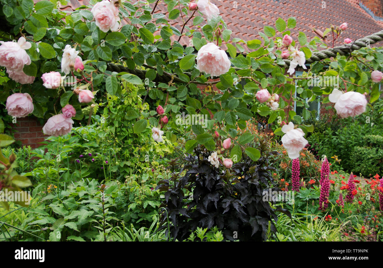 Rosa 'Der Großzügige Gärtner' Stockfoto