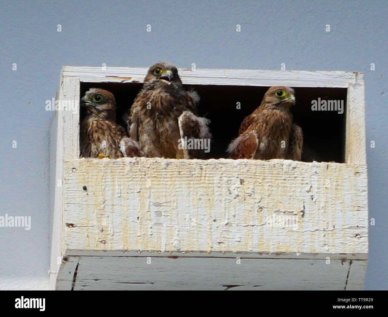 Wenig falcon Babys für Mama warten Stockfoto