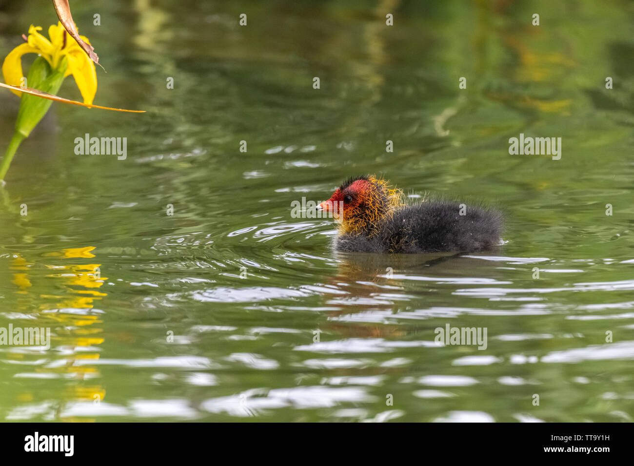 Eurasischen Blässhuhn (Fulica atra) Küken schwimmen Stockfoto