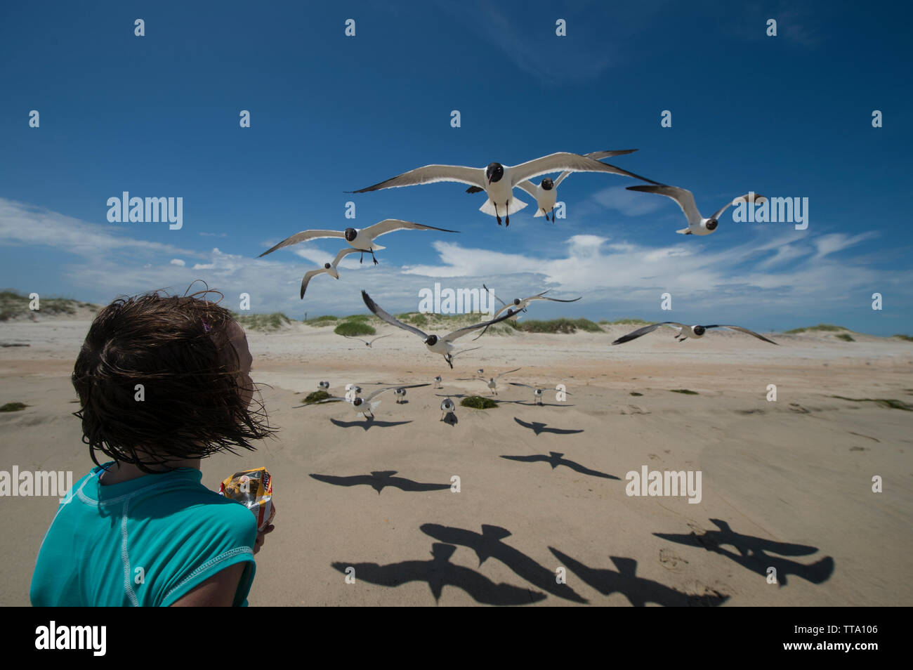 UNITED STATES: Juni 24, 2015; nördliche Strände von Ocracoke Island, North Carolina. (Foto von Douglas Graham/WLP) Stockfoto