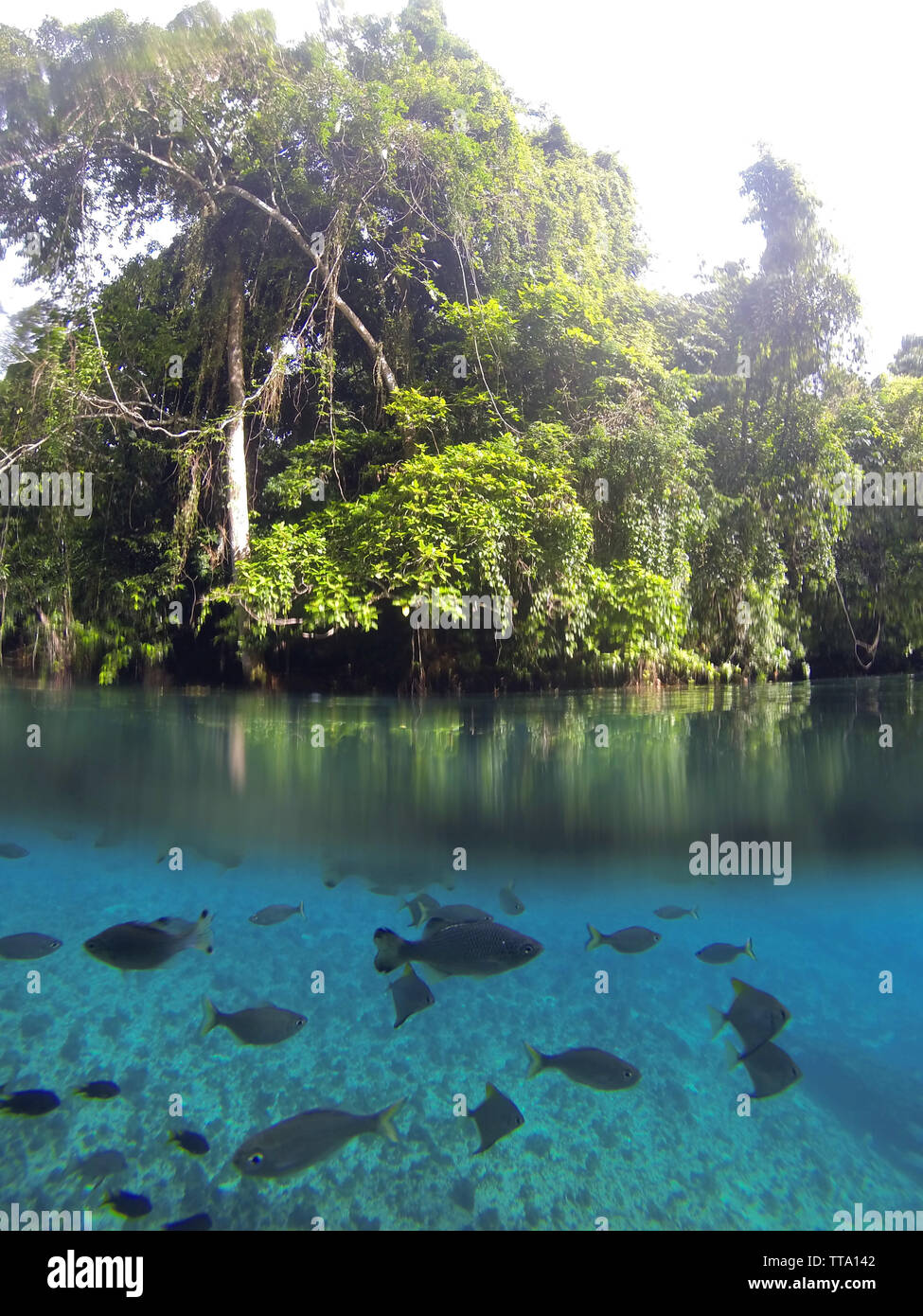 Süßwasserfische im Regenwald umgeben RiRi Blue Hole, Espiritu Santo, Vanuatu Stockfoto