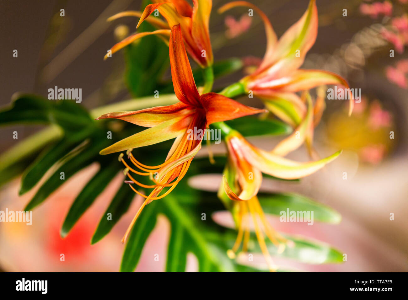 Herbst und Winter Themed Blumenarrangements Stockfoto