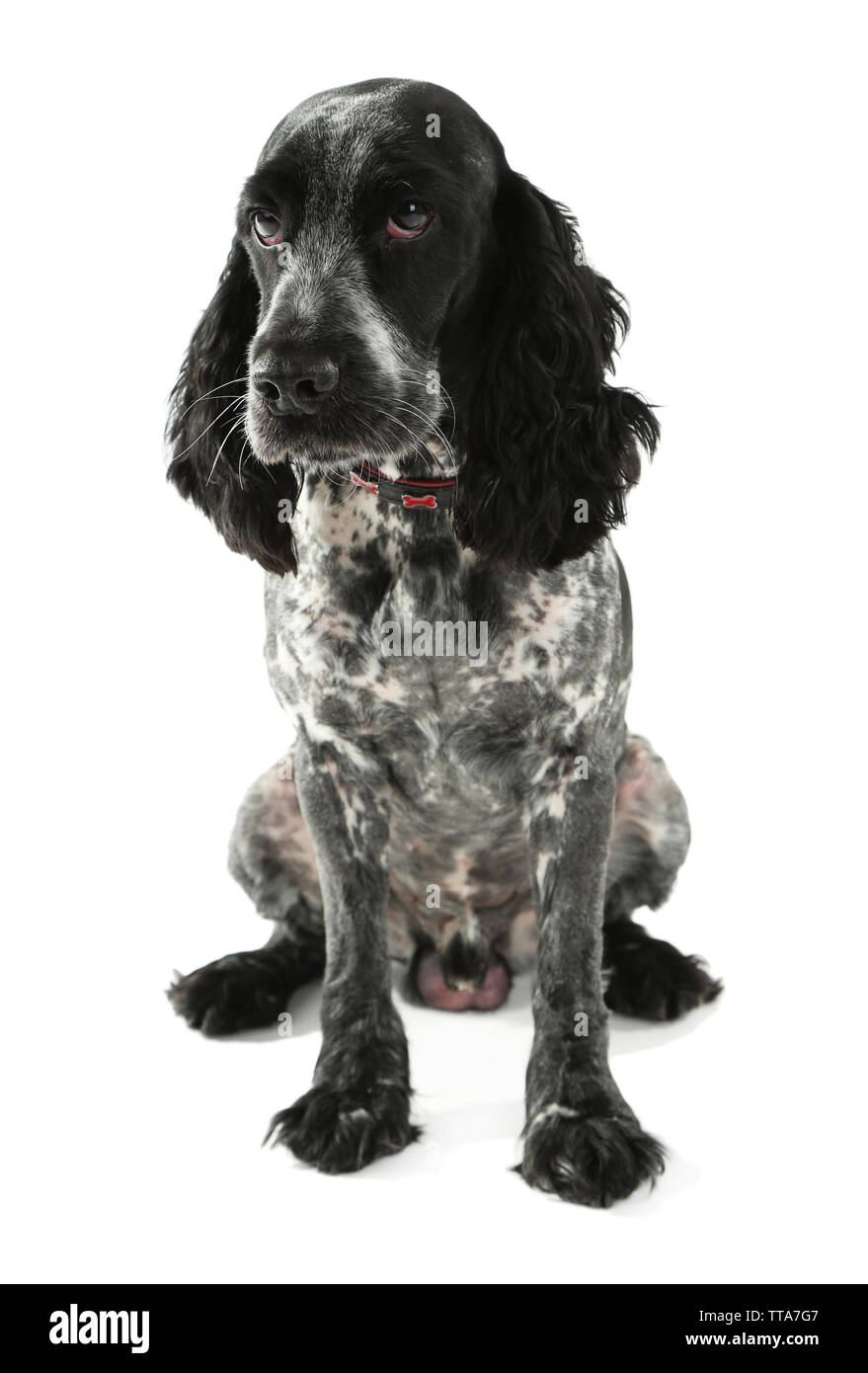 Russian spaniel isoliert auf weißem Stockfoto