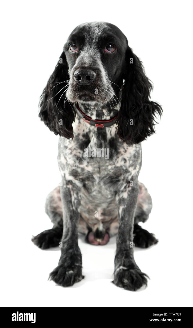 Russian spaniel isoliert auf weißem Stockfoto