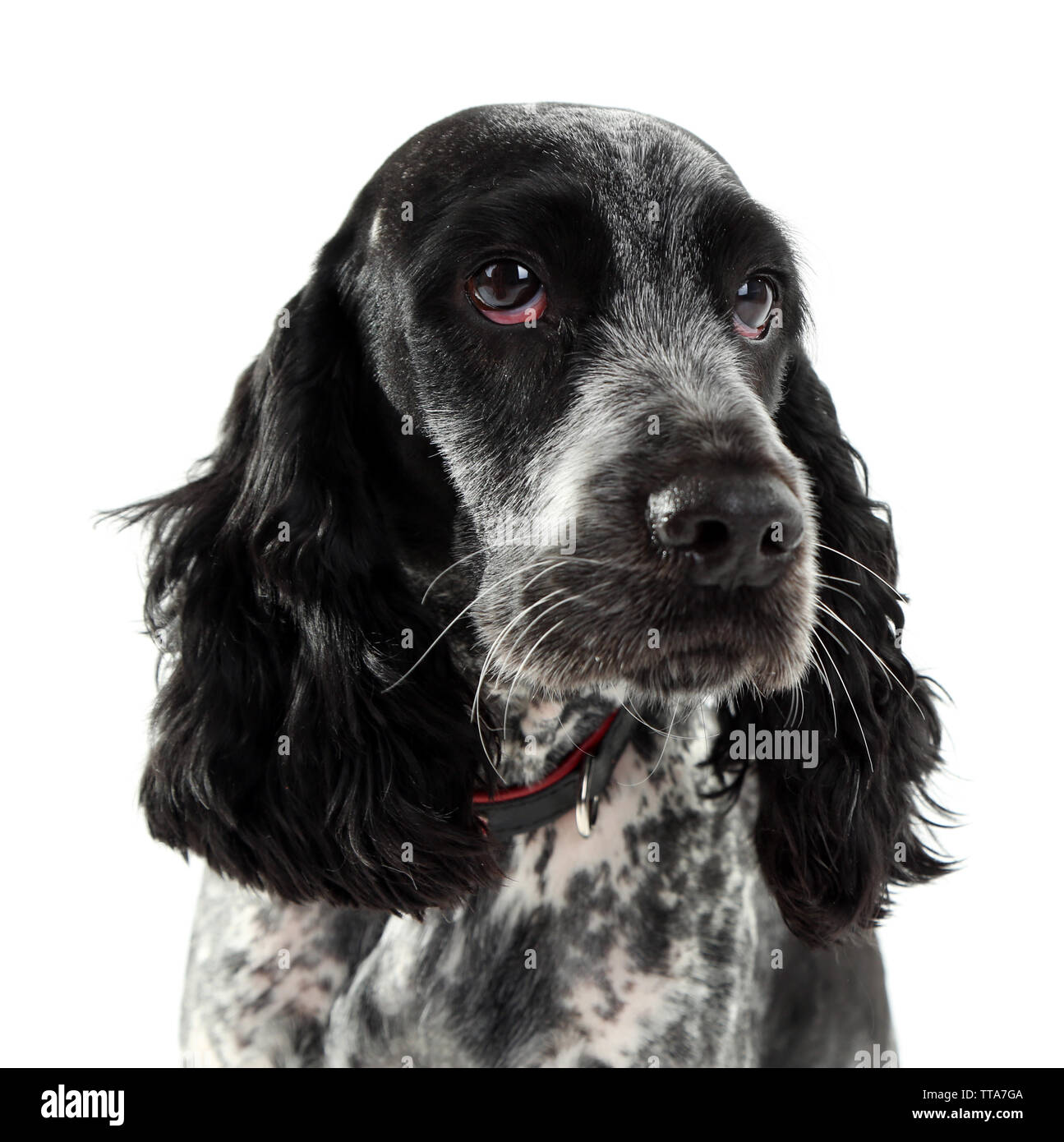 Russian spaniel isoliert auf weißem Stockfoto