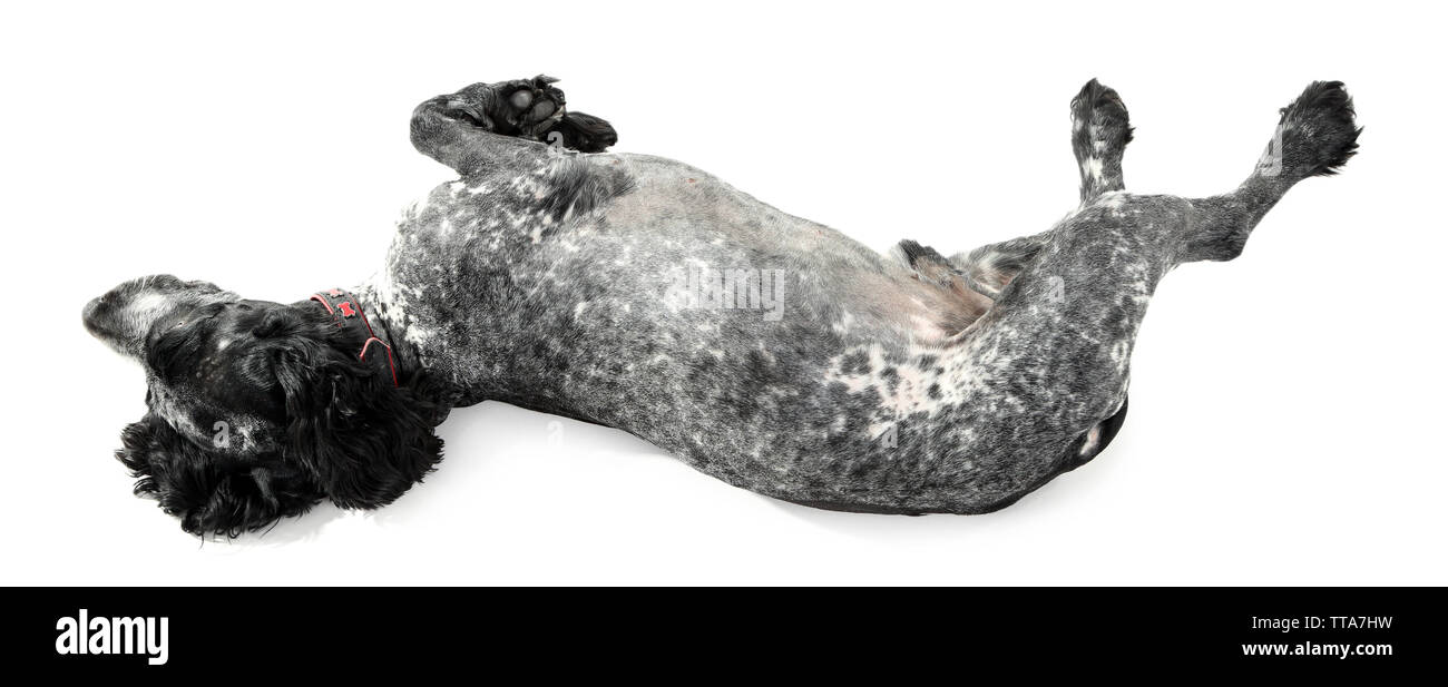 Russian spaniel isoliert auf weißem Stockfoto