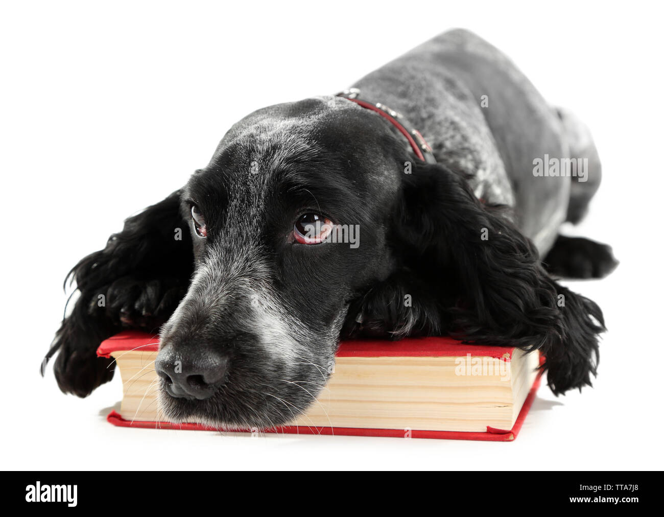 Russian Spaniel mit Buch isoliert auf weißem Stockfoto