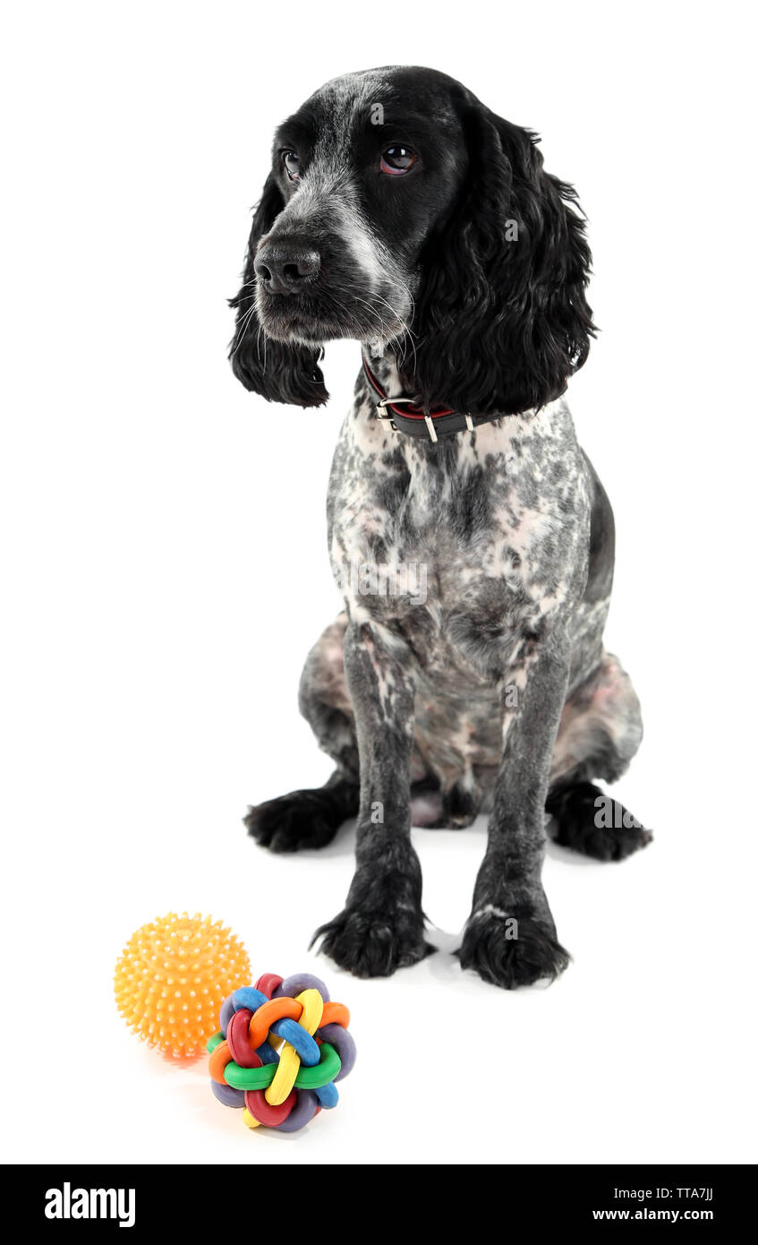 Russian Spaniel mit Kugel isoliert auf weißem Stockfoto