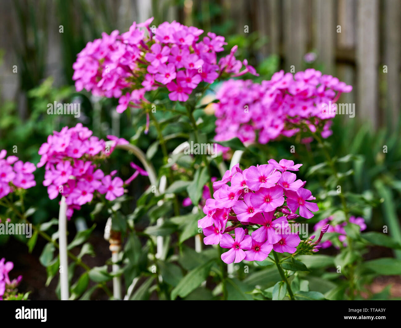 Rosa groß Phlox, Polemoniaceae, Blumen in einem Garten in Alabama, USA gefunden. Stockfoto
