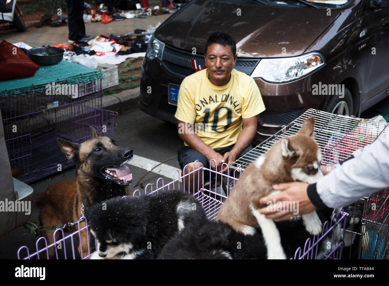 28. Juni 2018 - Kunming, China - Hund auf der Straße, die ausgebildet werden Stockfoto