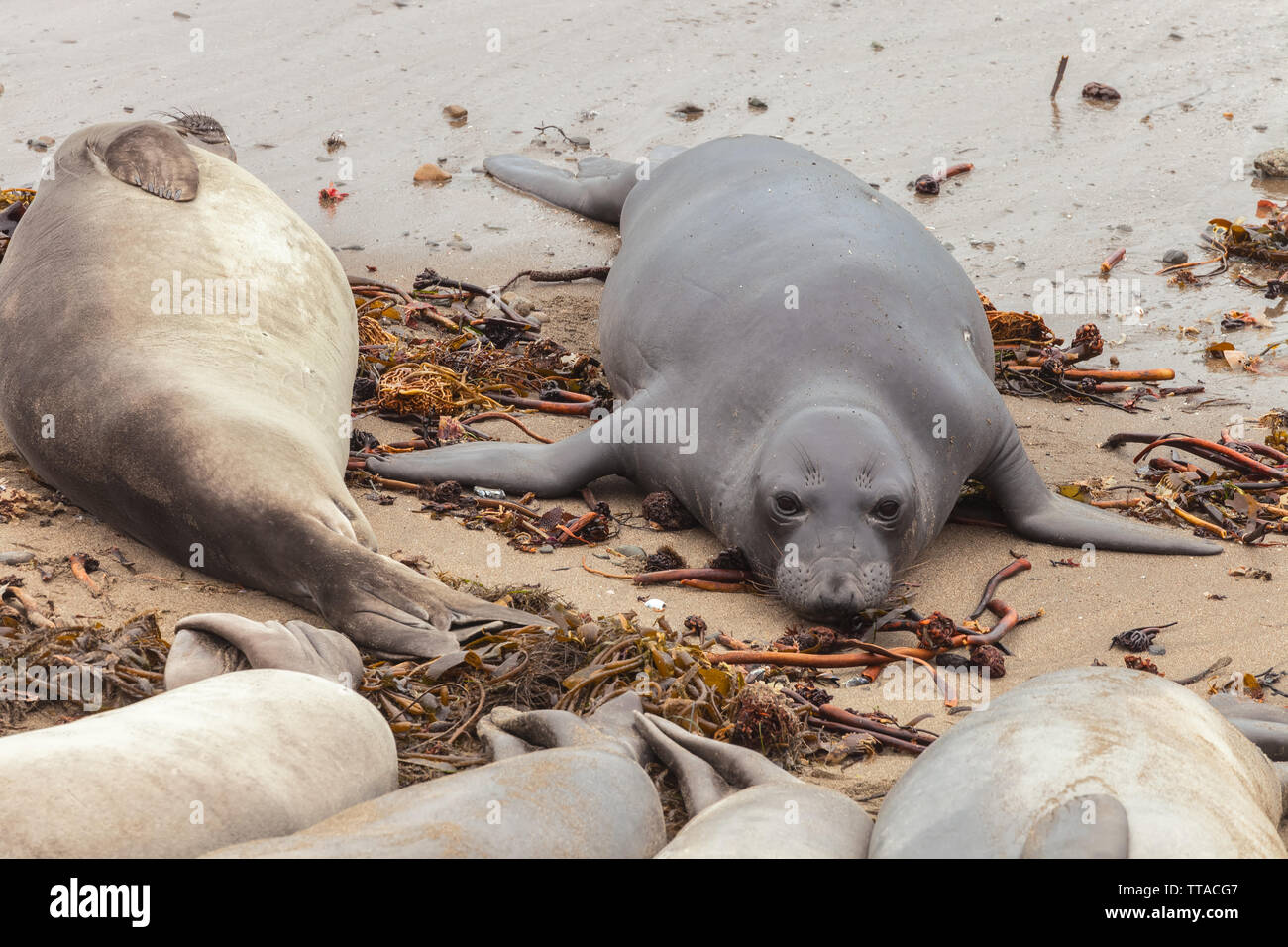 Junge nördliche See-Elefant (Mirounga leonina angustirostris) unter anderen schlafen Seeelefanten, San Simeon, Kalifornien, USA Stockfoto