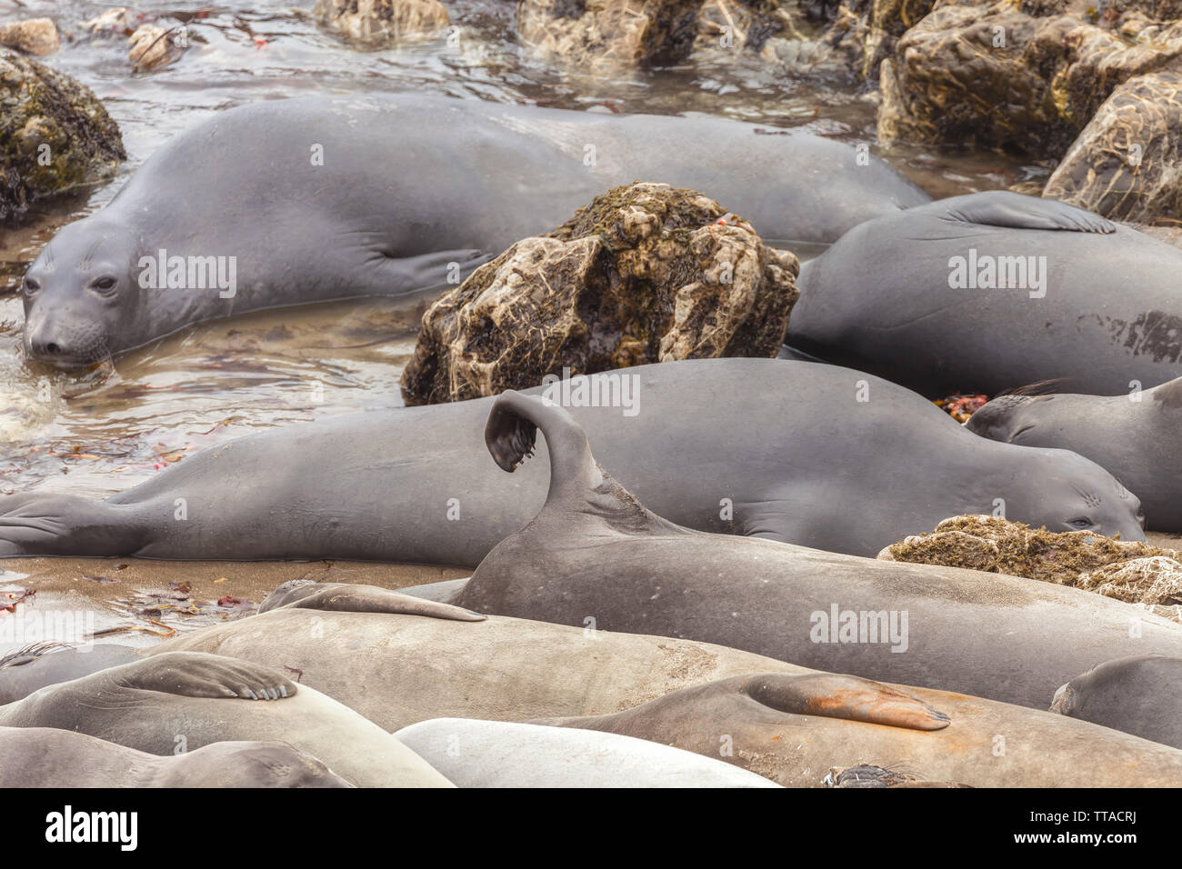 Schlafen Seeelefanten entlang der San Simeon Coast, California, United States Stockfoto